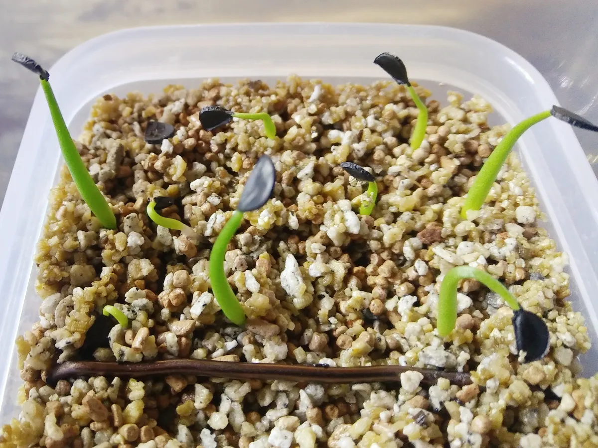 Agave sobria subsp. sobria (アガベ ソブリア)