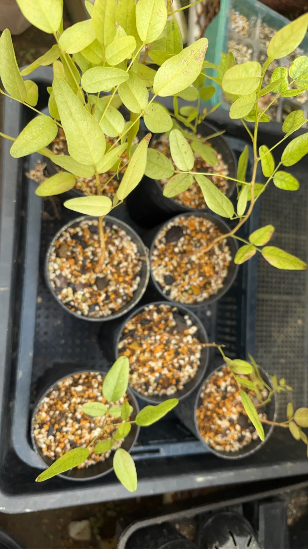 Bolusanthus speciosus (ボルサンサス スペシオサス)