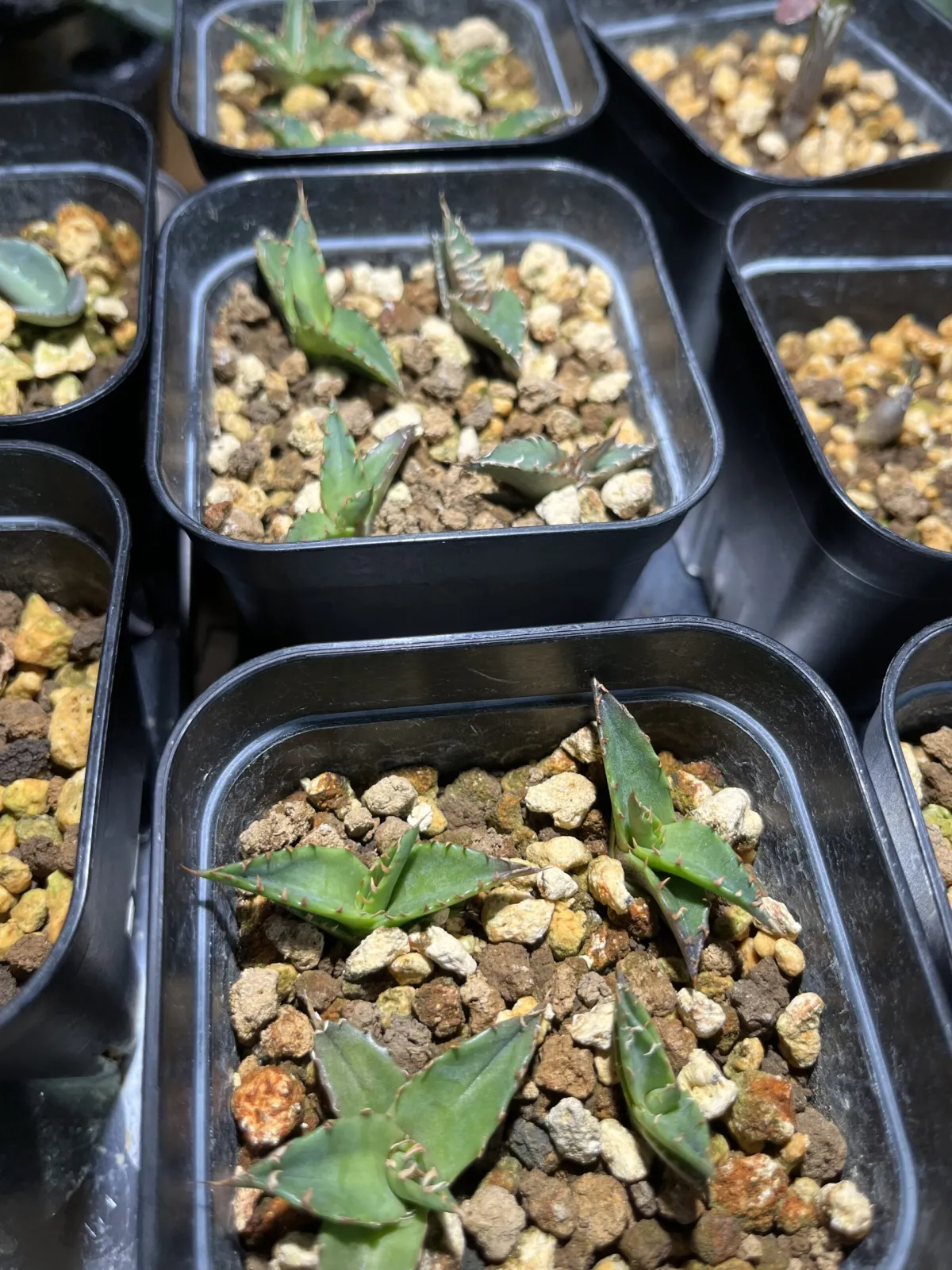 Agave oteroi (アガベ オテロイ)