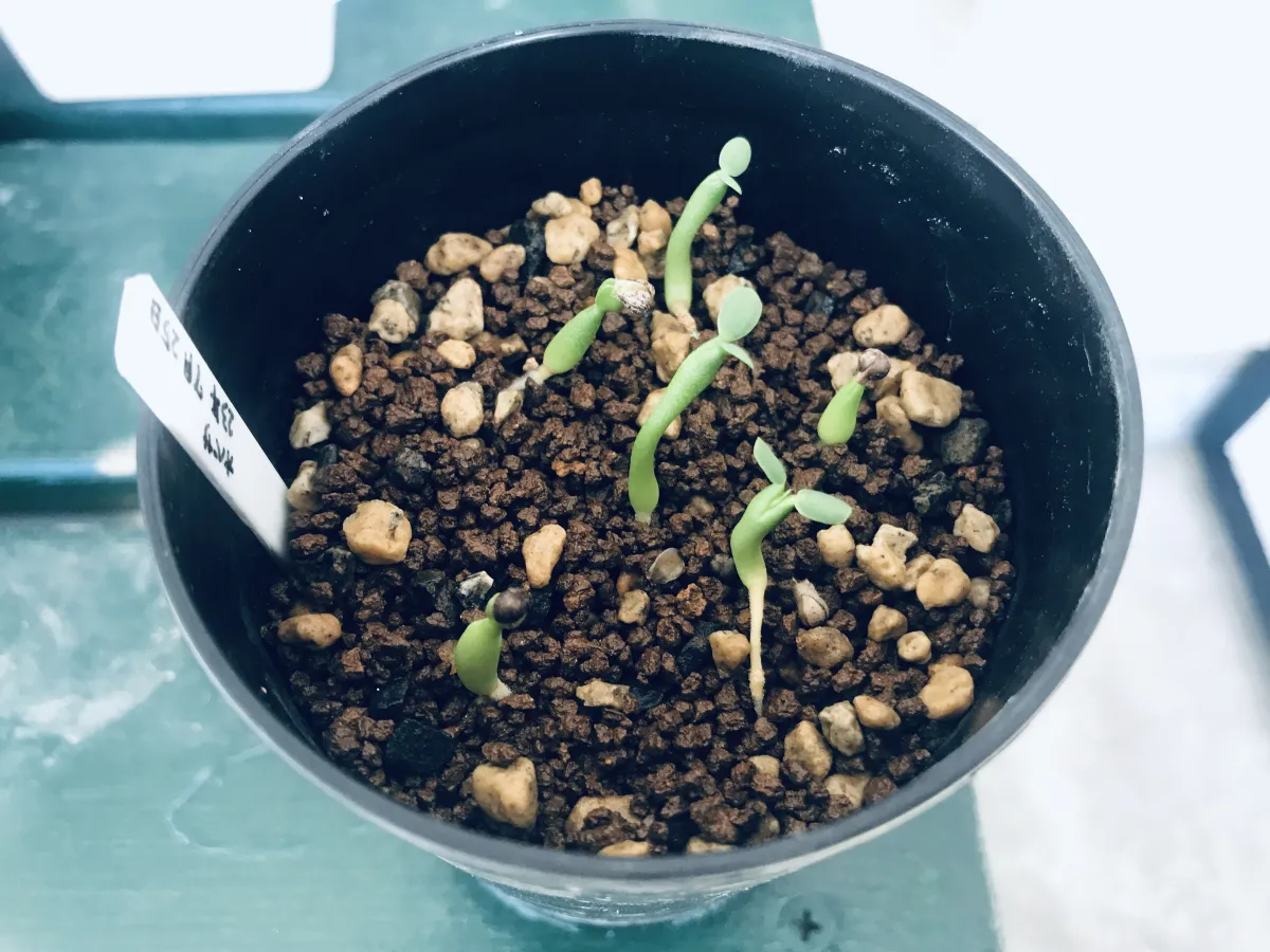 Euphorbia obesa subsp. obesa (ユーフォルビア オベサ)