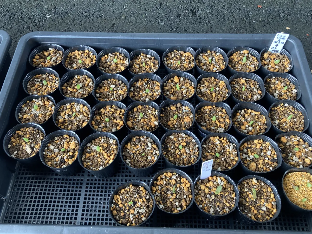 Aloe variegata Chiyoda Nishiki (アロエ 千代田錦)