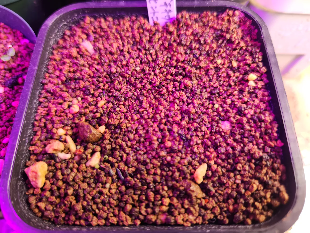 Aztekium hintonii (アズテキウム ヒントニー)