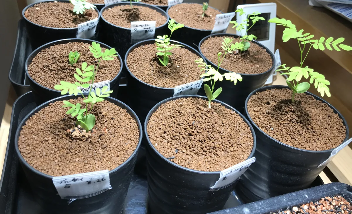 Acacia Acacia burkei (アカシア ブルケイ)