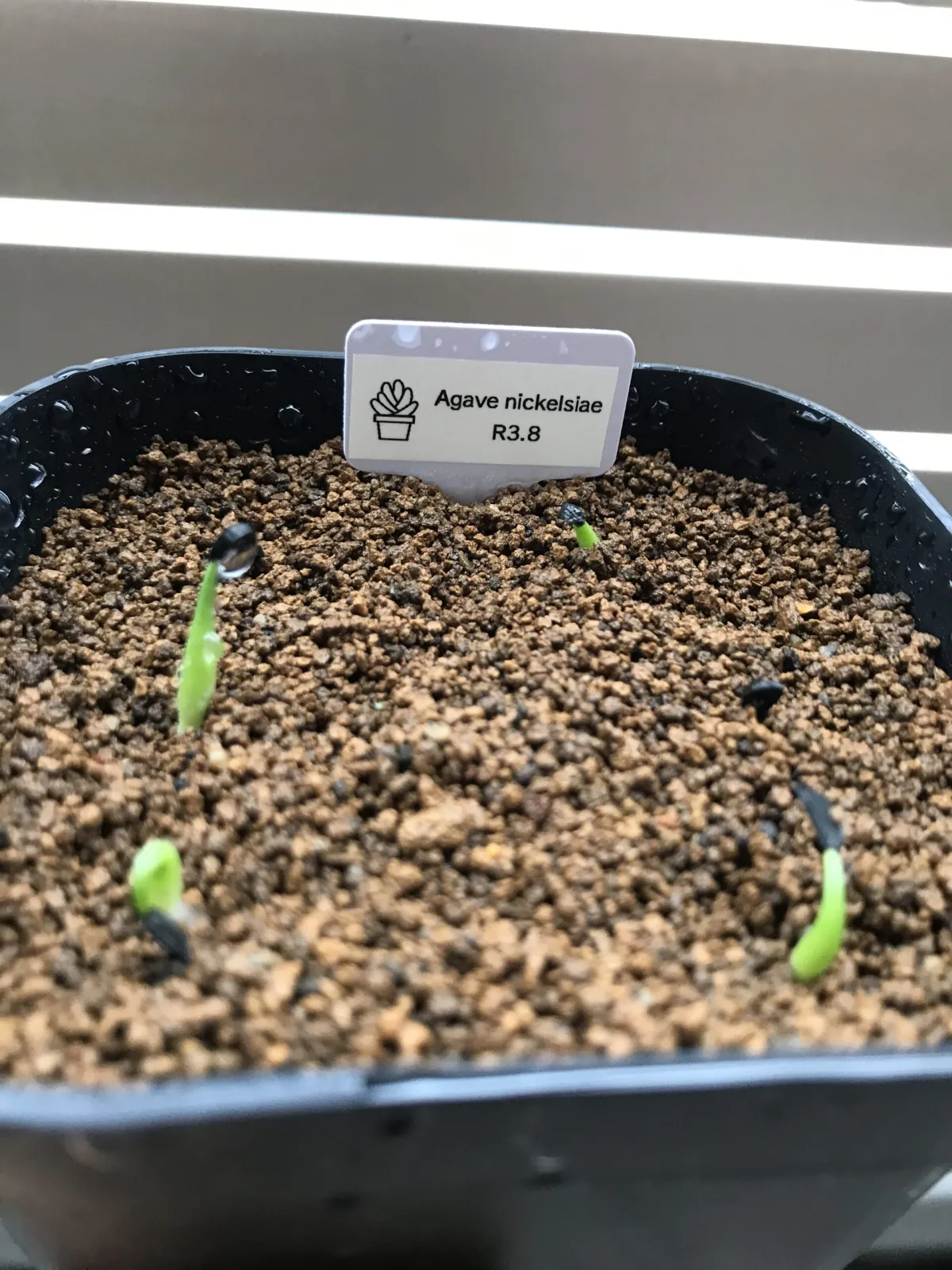 Agave nickelsiae (アガベ ニッケルシー)