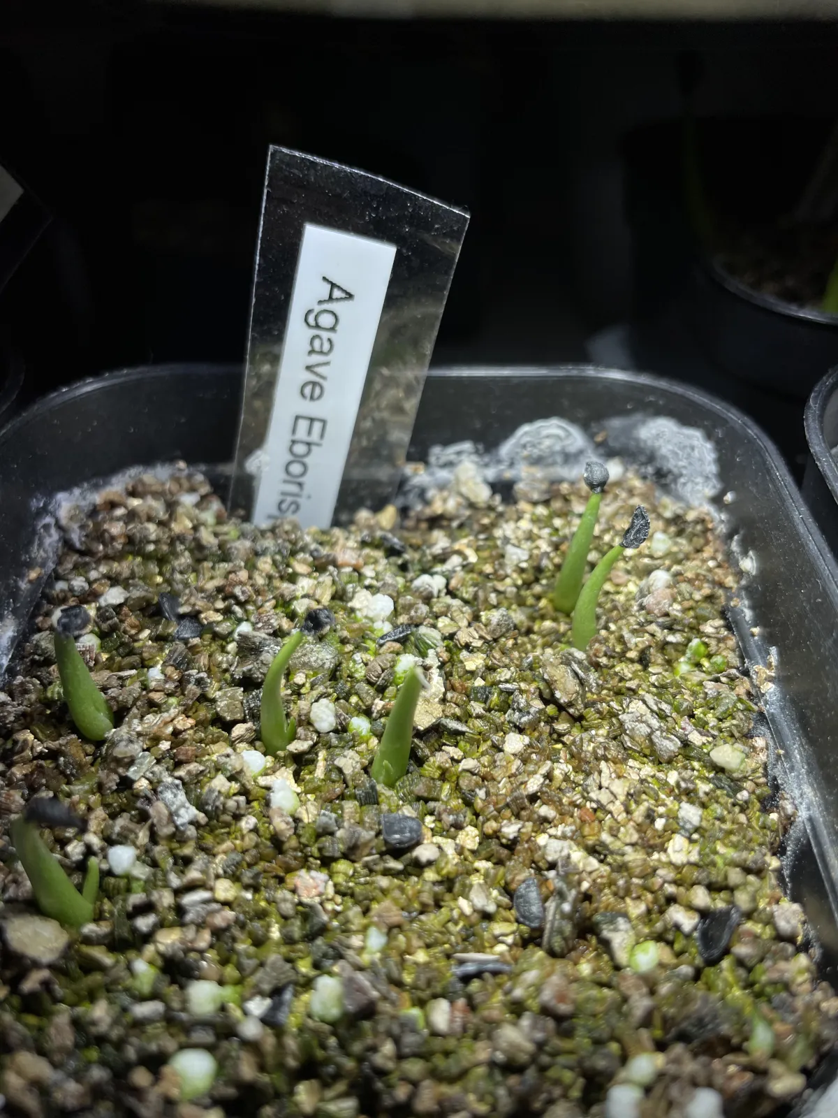 Agave utahensis var. eborispina (アガベ エボリスピナ)