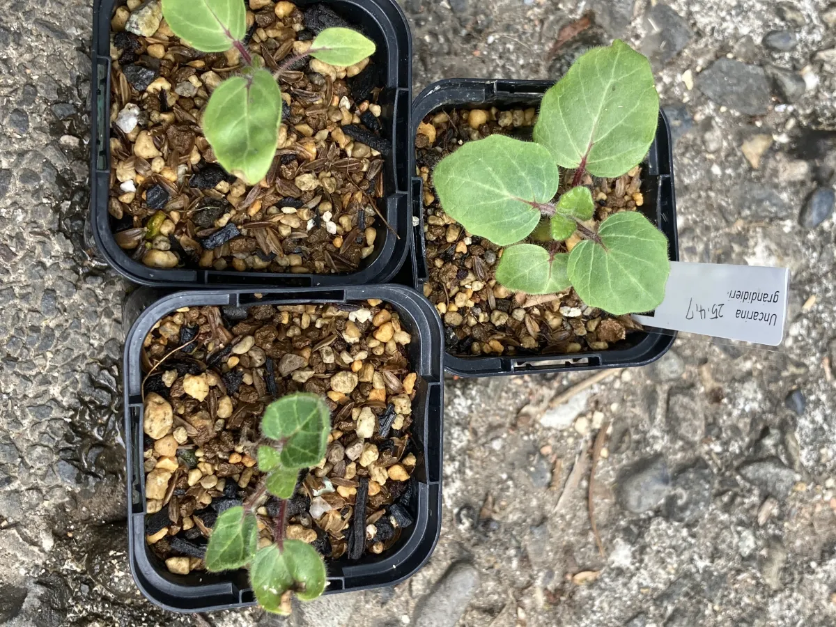 Uncarina grandidieri (ウンカリーナ グランディディエリ)