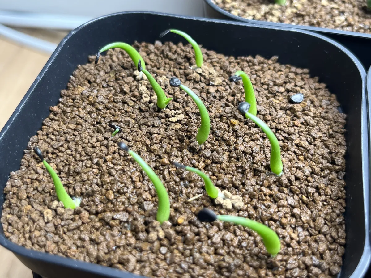 Agave utahensis var. eborispina 'Hayford' (アガベ エボリスピナ ヘイフォード)