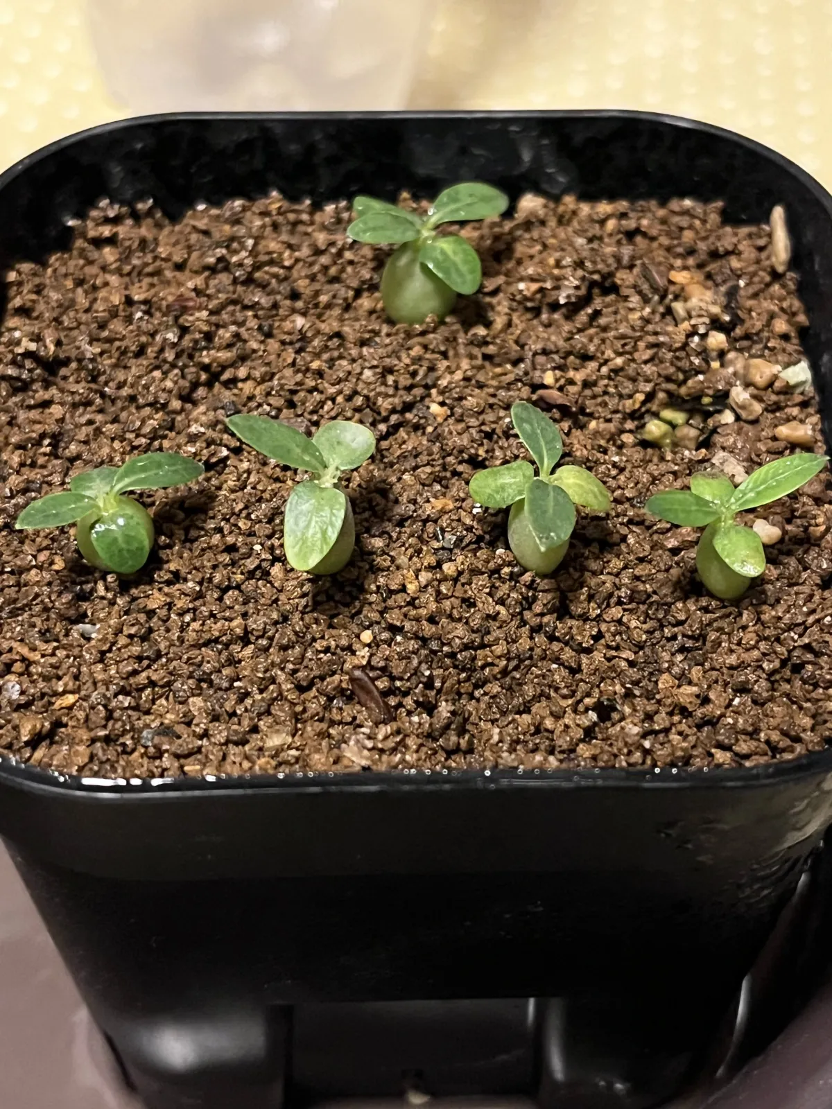 Pachypodium brevicaule subsp. leucoxanthum (パキポディウム レウコキサンツム)