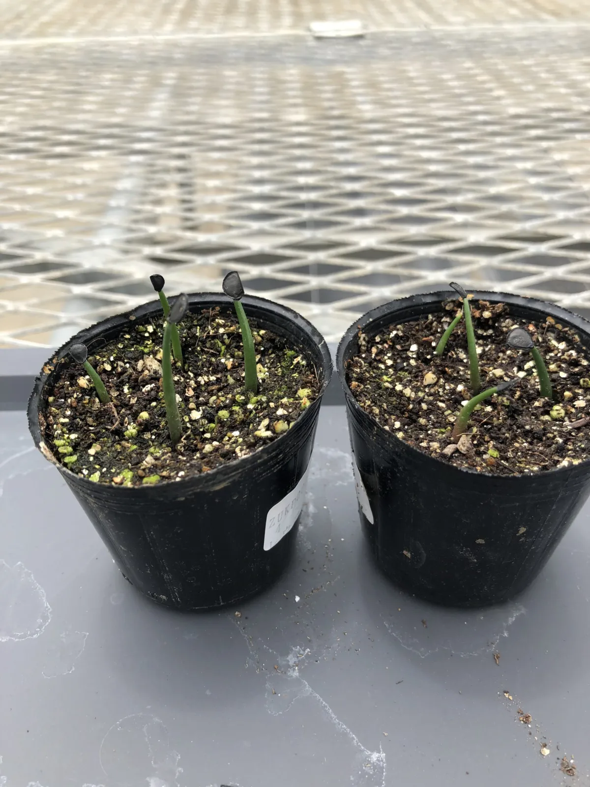 Agave durangensis (アガベ ドゥランジェンシス)