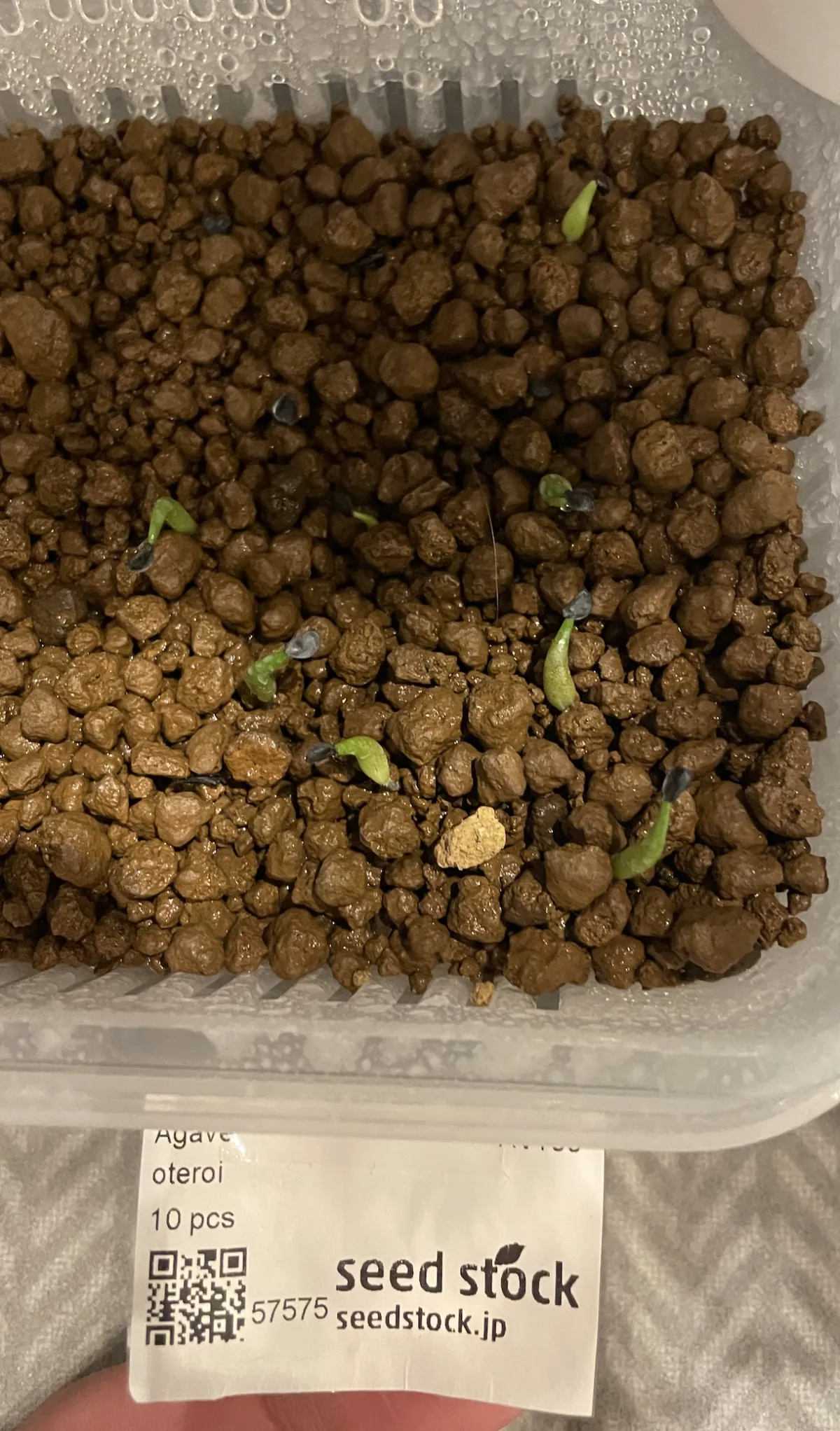 Agave oteroi (アガベ オテロイ)