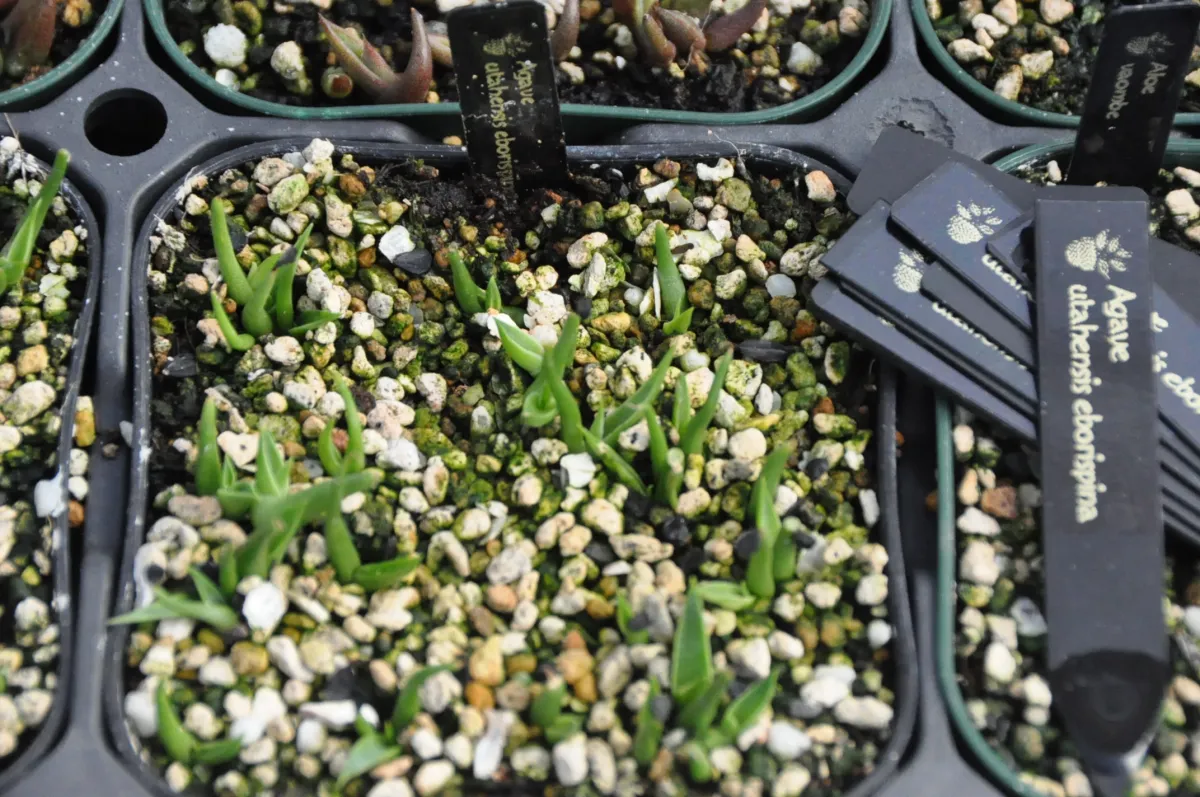 Agave utahensis var. eborispina (アガベ エボリスピナ)