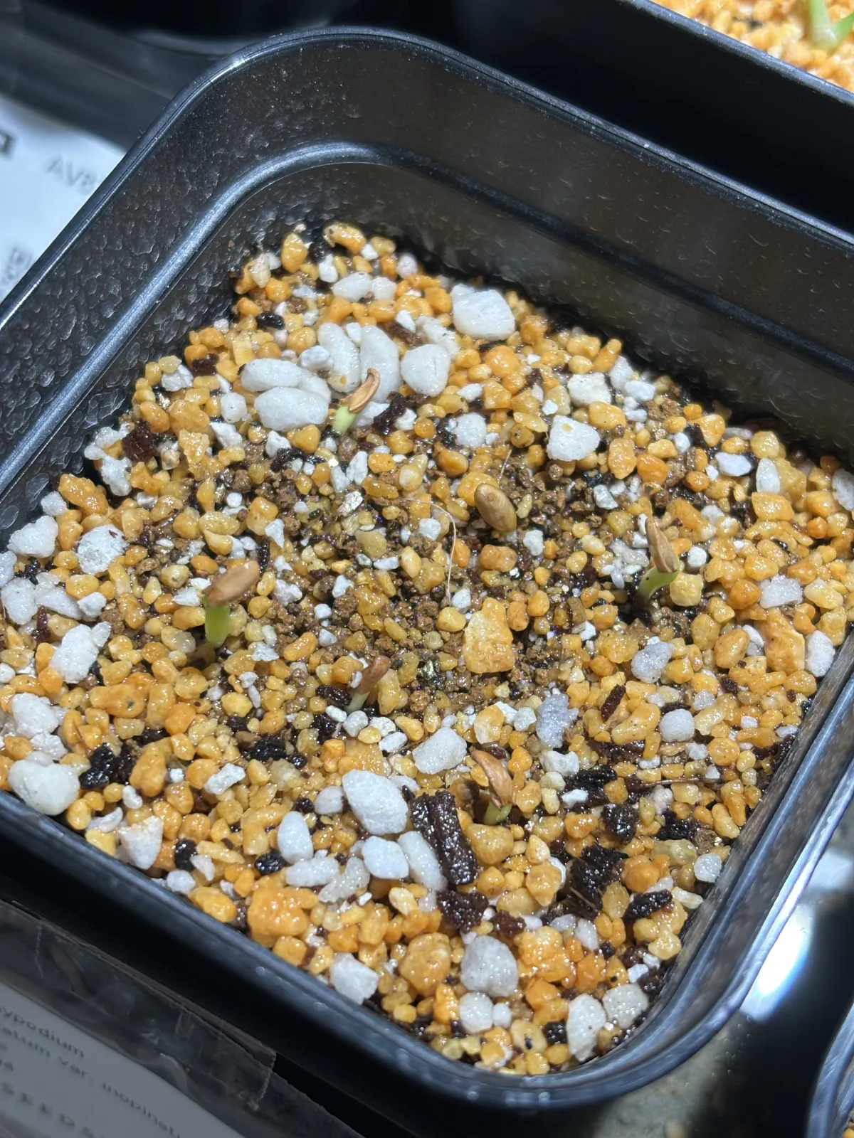 Pachypodium rosulatum var. inopinatum (パキポディウム イノピナツム)