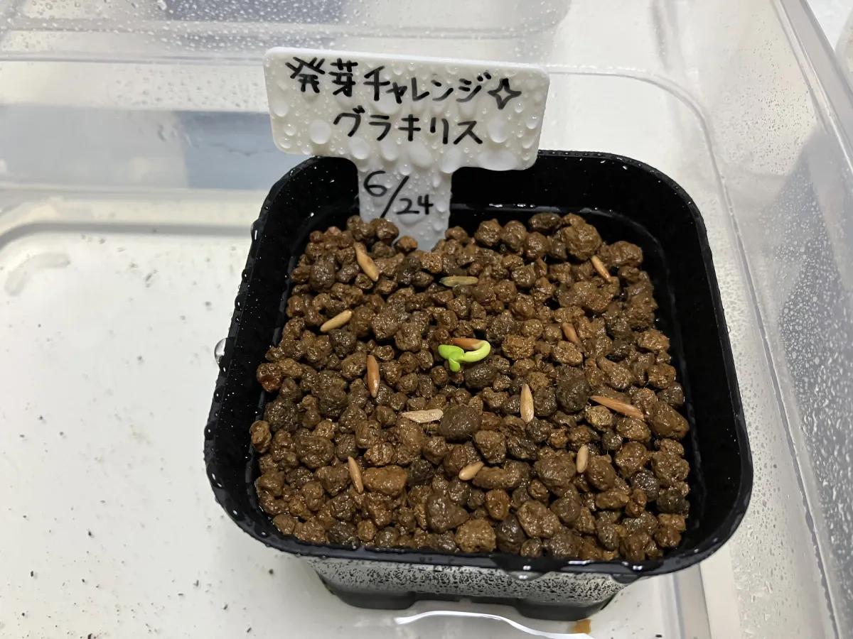 [無料種子] 発芽難 パキポディウム グラキリス　 Pachypodium rosulatum var. gracilius