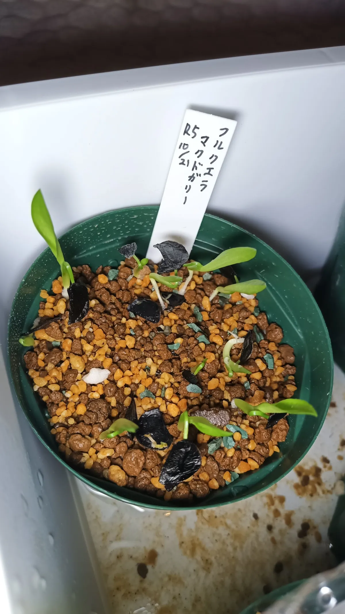 Furcraea macdougalii (フルクラエア マクドガリー)