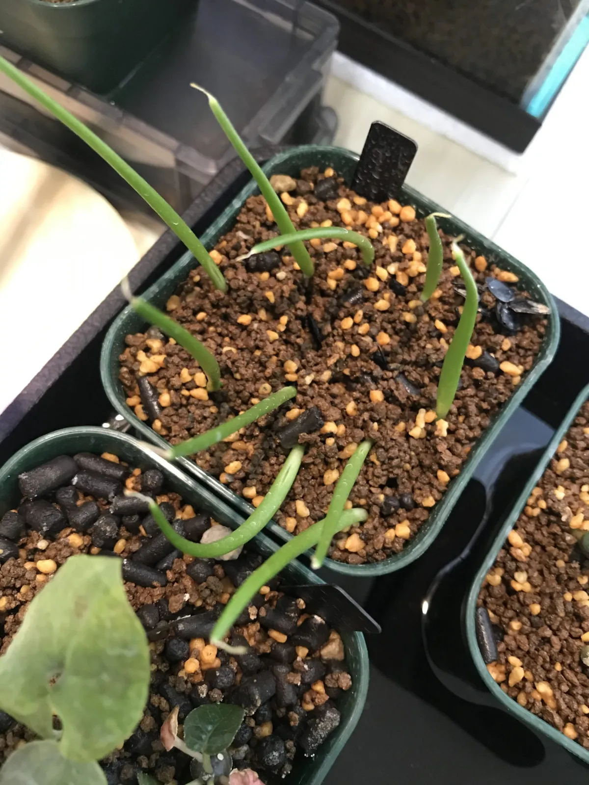 Agave crassispina subsp. crassispina (アガベ サルミアナ クラシスピナ)