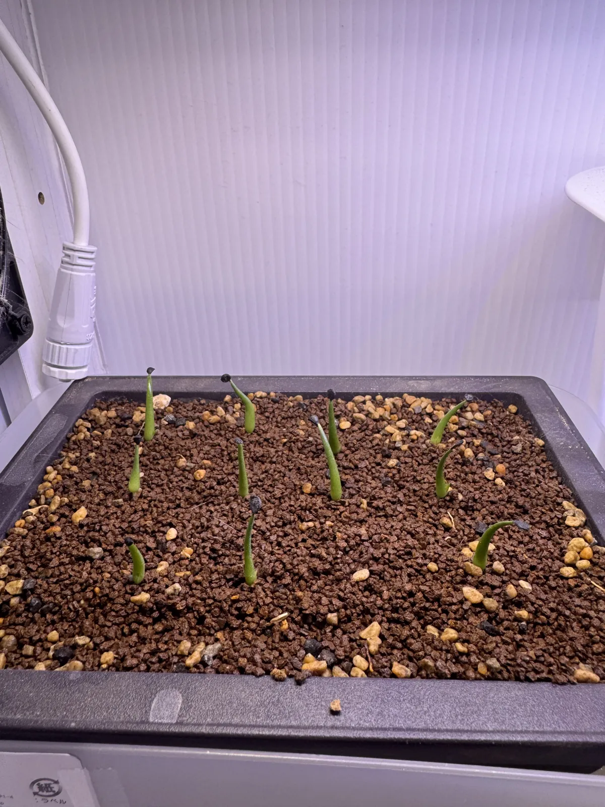 Agave utahensis var. eborispina 'Corkscrew' (アガベ ユタエンシスコークスクリュー)