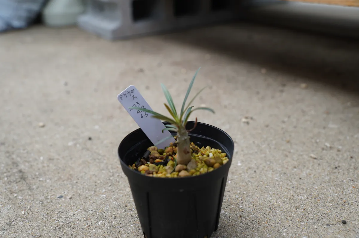 Pachypodium rosulatum var. gracilius (パキポディウム グラキリス)