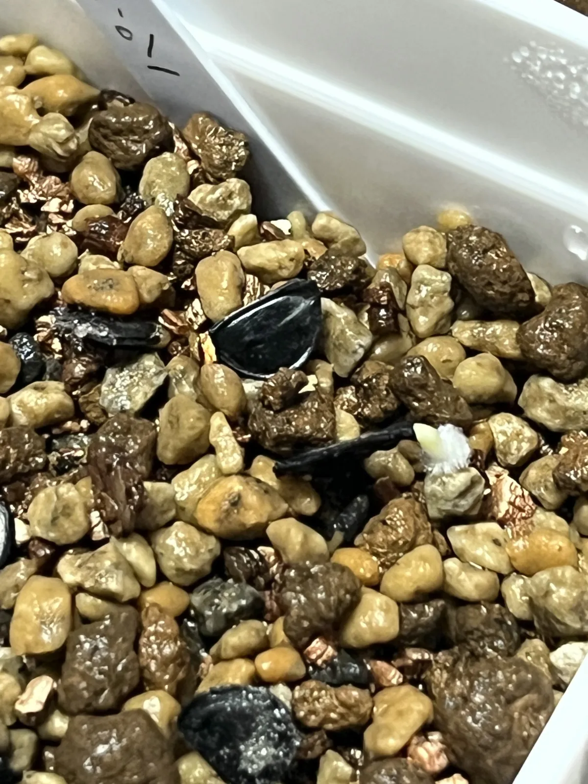 Agave potatorum Purple Haze (アガベ パープルヘイズ)