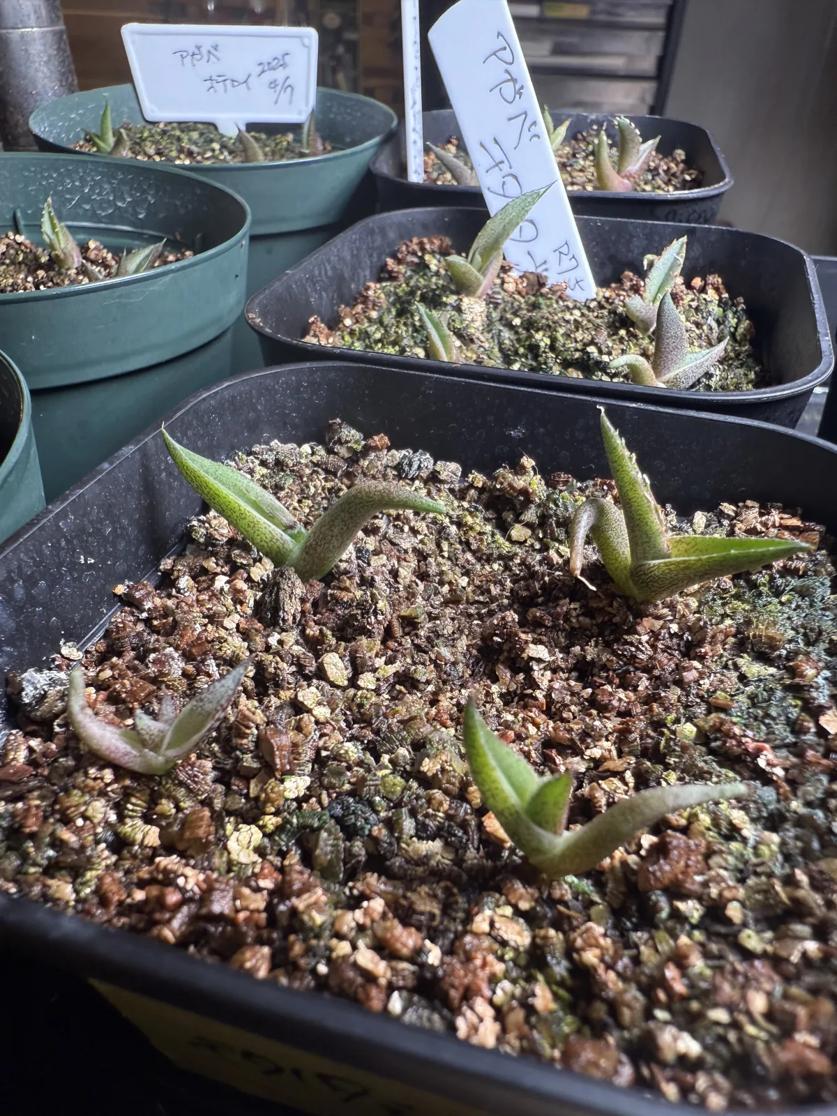 Agave titanota 'Blue' (アガベ チタノタブルー)