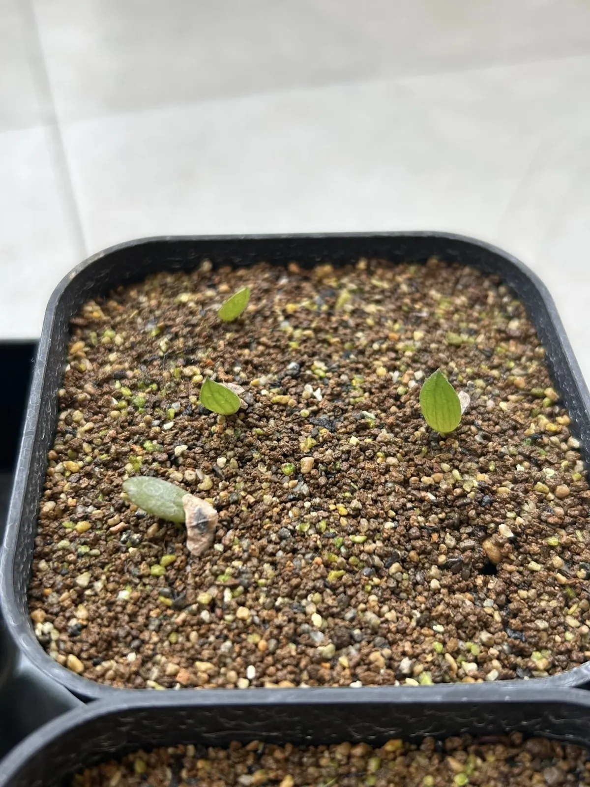 Aloe chabaudii (アロエ チャバウディー)