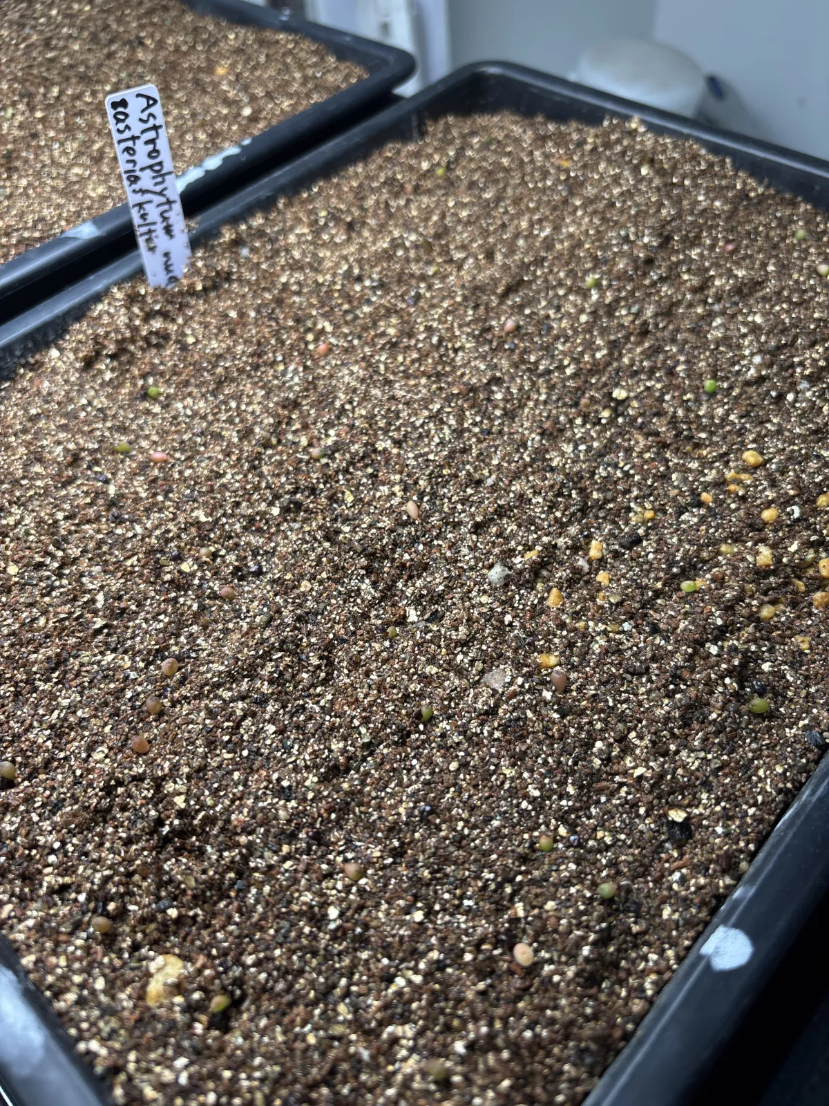 Astrophytum asterias var. nudum (アストロフィツム 瑠璃兜)