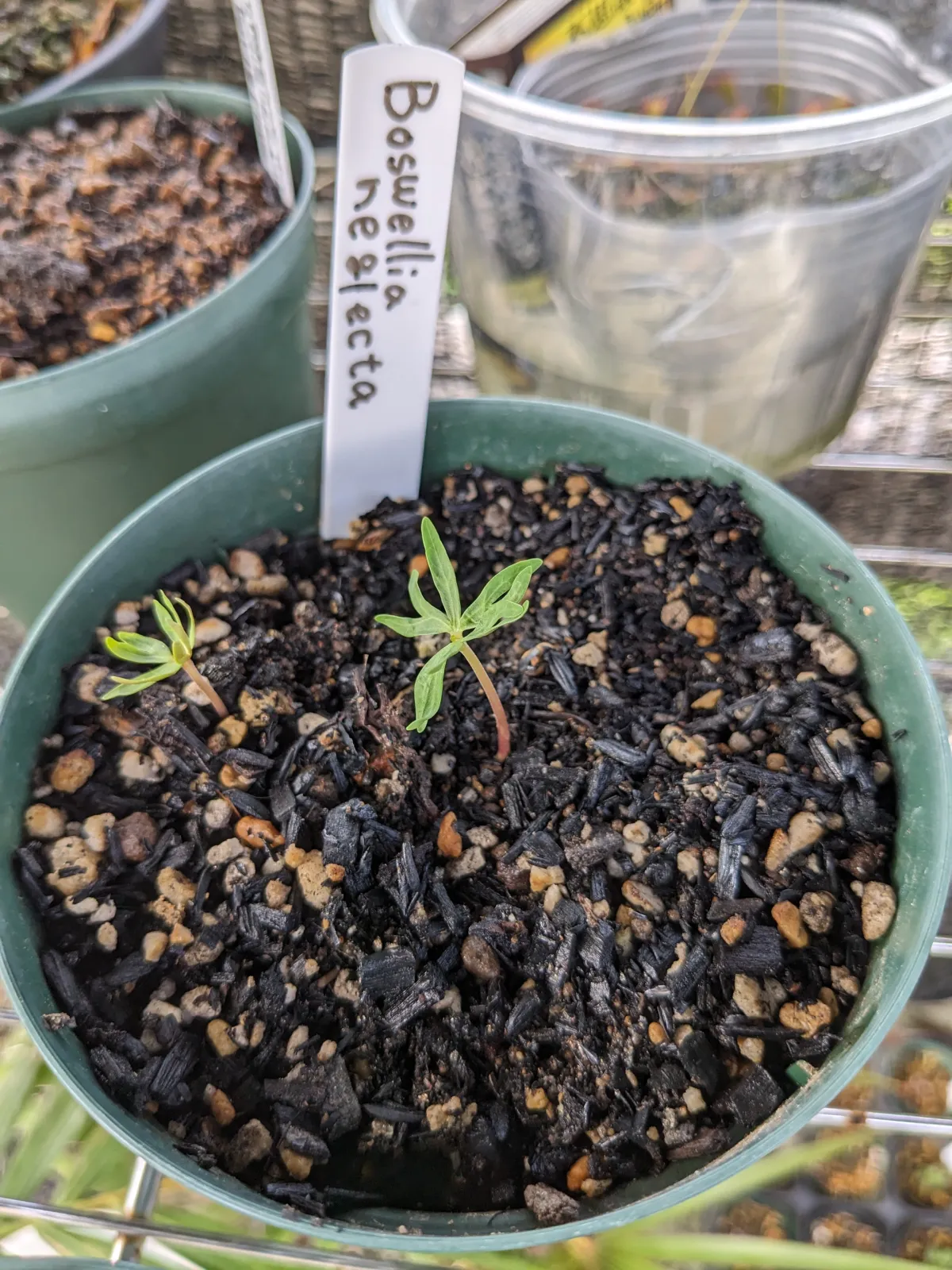 Boswellia neglecta (ボスウェリア ネグレクタ)