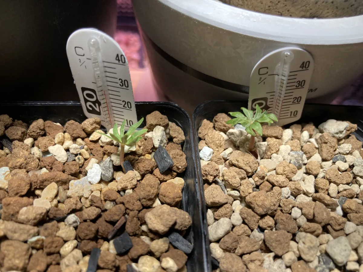 Boswellia sacra (ボスウェリア サクラ)