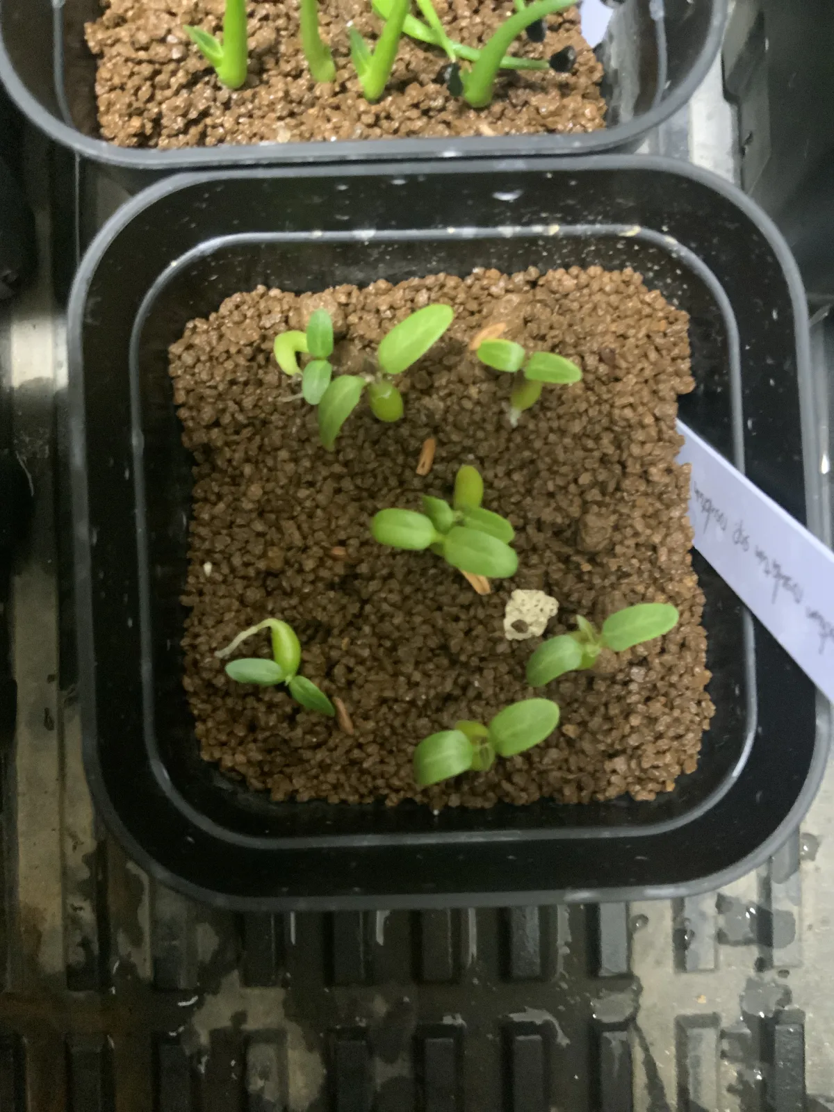 Pachypodium rosulatum ssp. rosulatum (パキポディウム ロスラーツム)