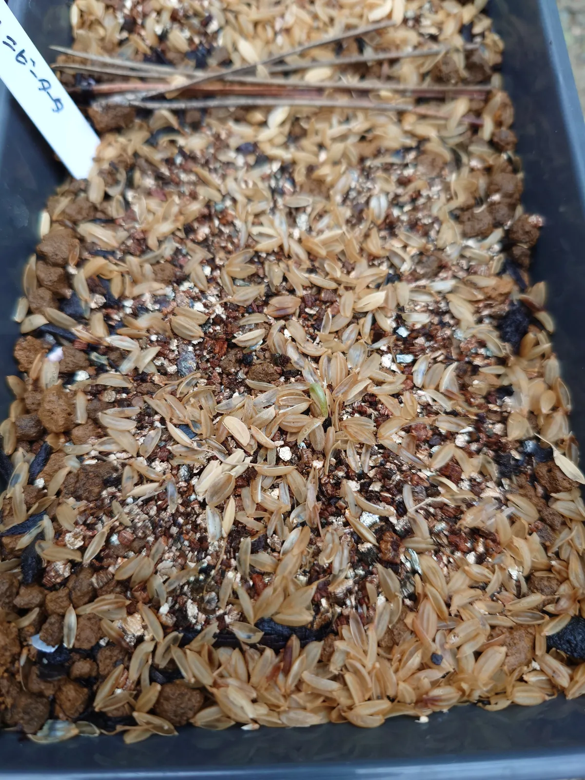 Agave univittata (アガベ ユニビタータ)