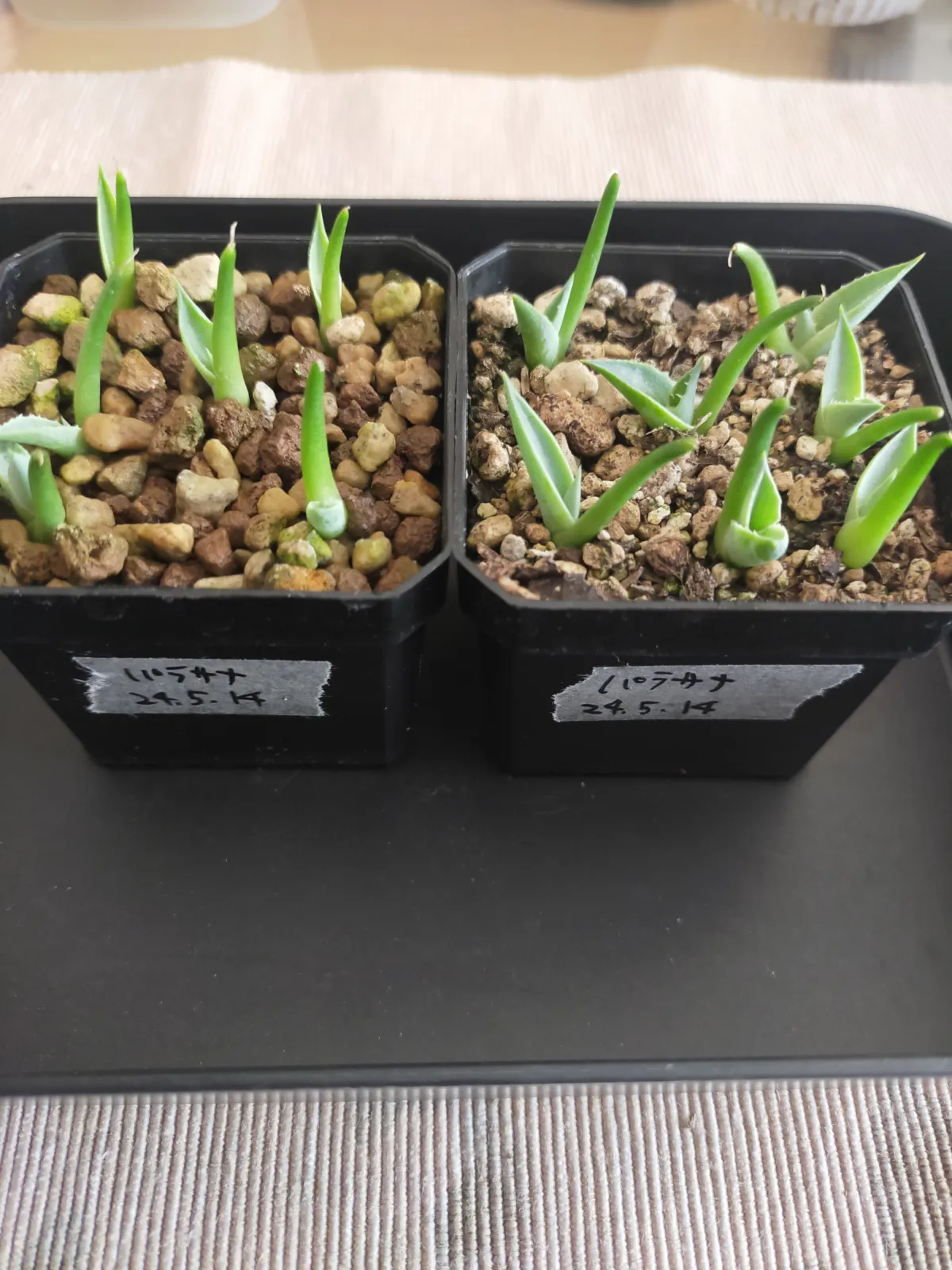 Agave parrasana (アガベ パラサナ)