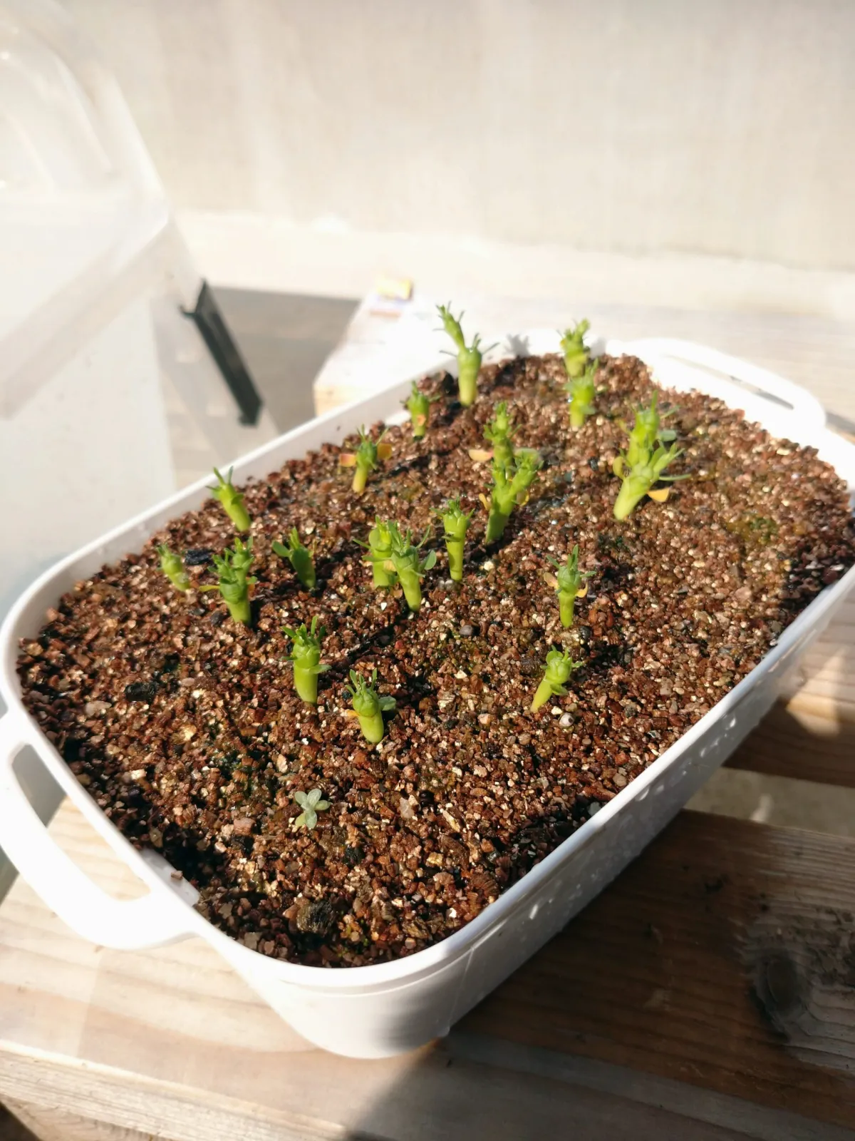 Euphorbia gorgonis (ユーフォルビア ゴルゴニス 金輪際)