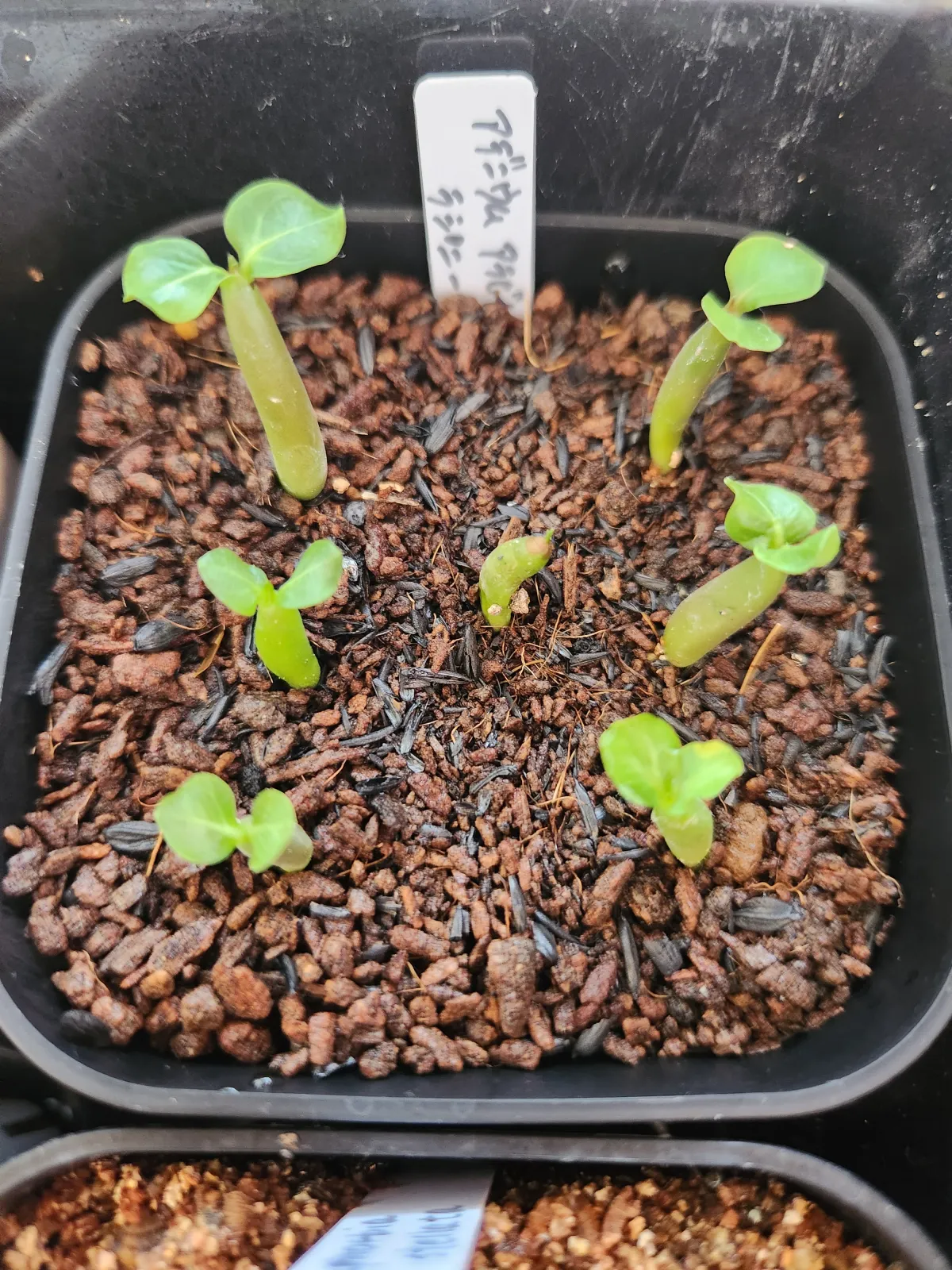 Adenium arabicum Rashiny (アデニウム アラビカム ラシニー)