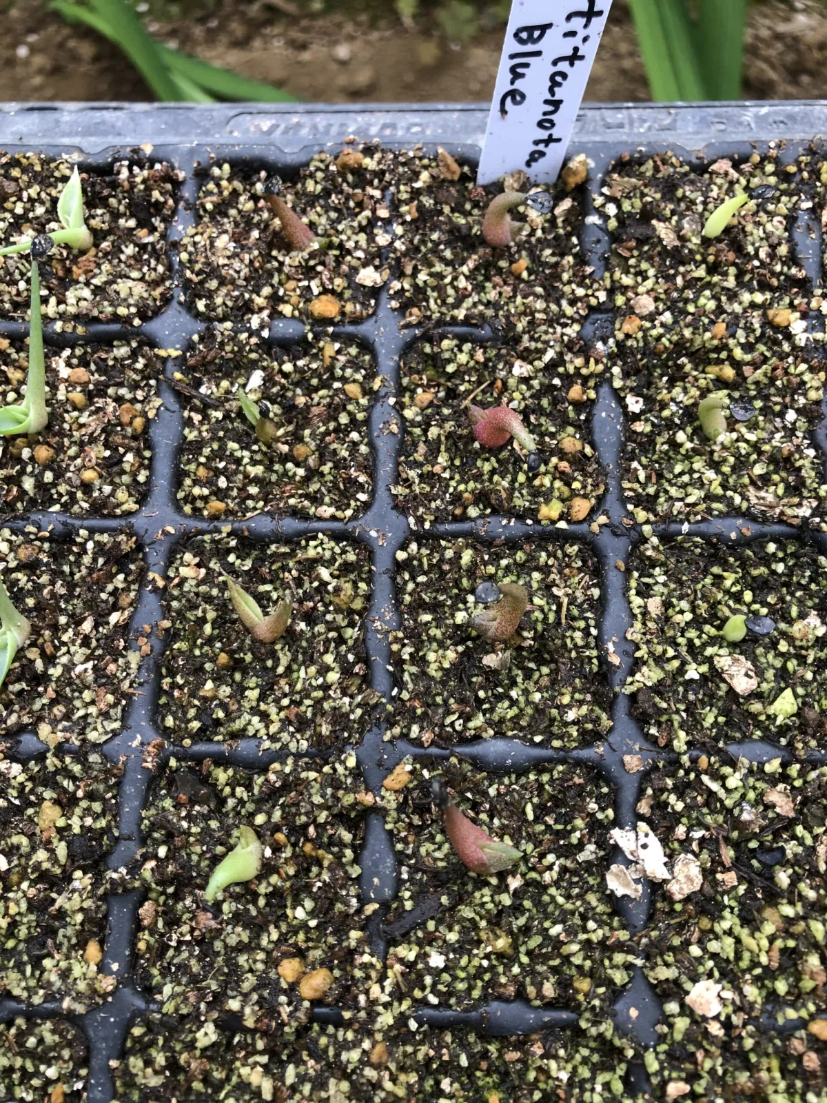 Agave titanota 'Blue' (アガベ チタノタブルー)