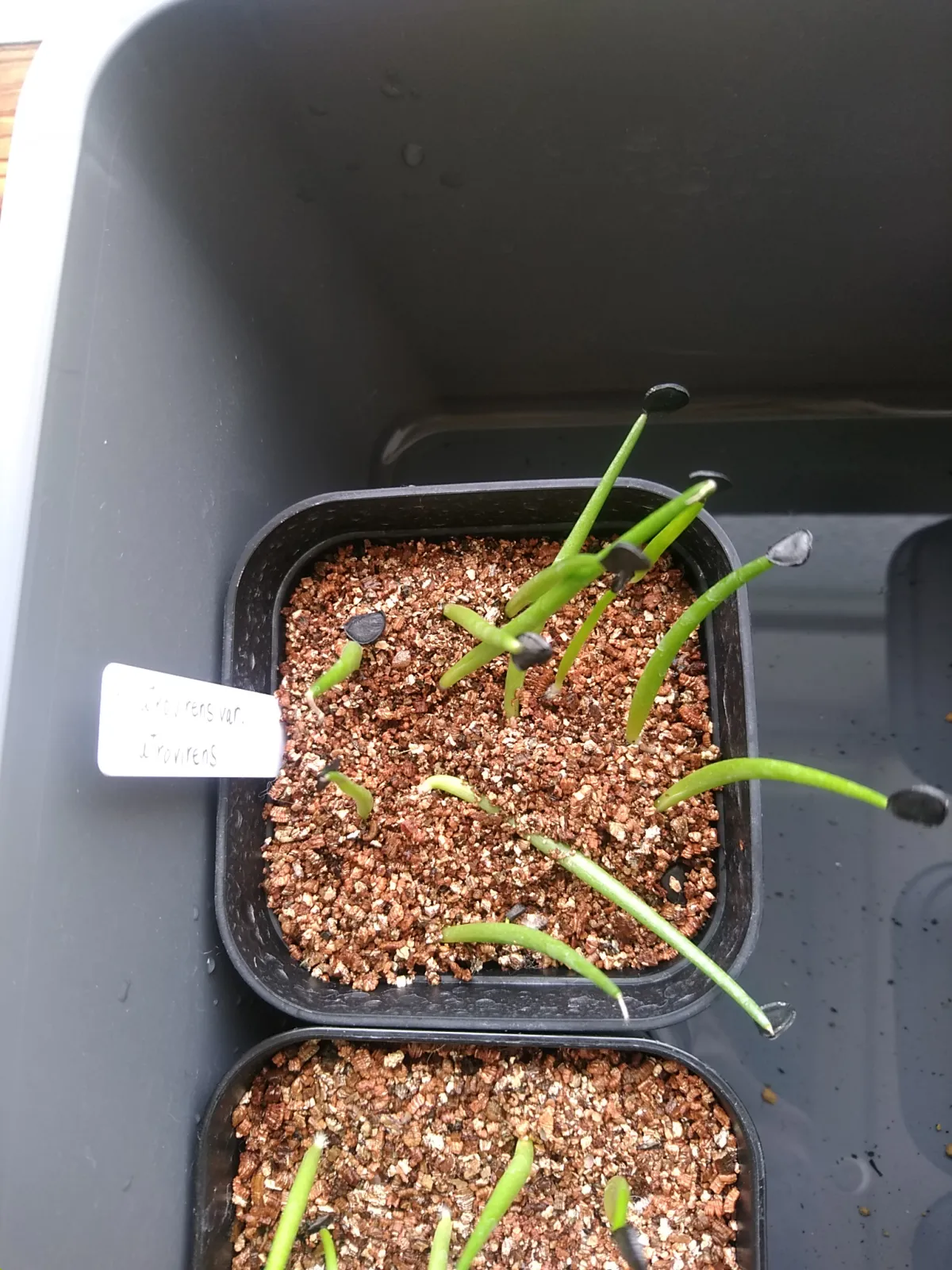 Agave atrovirens var. atrovirens (アガベ アトロビレンス)