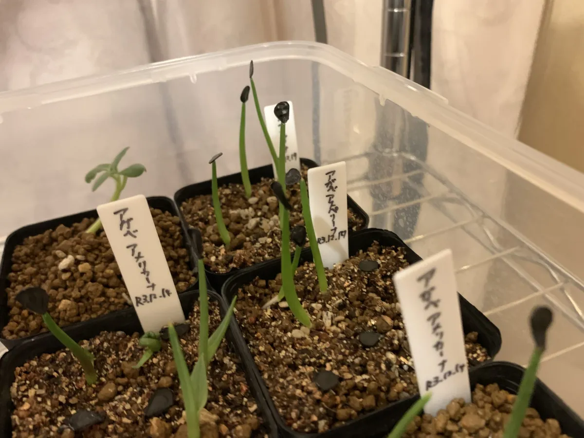 Agave asperrima (アガベ アスペリーマ)