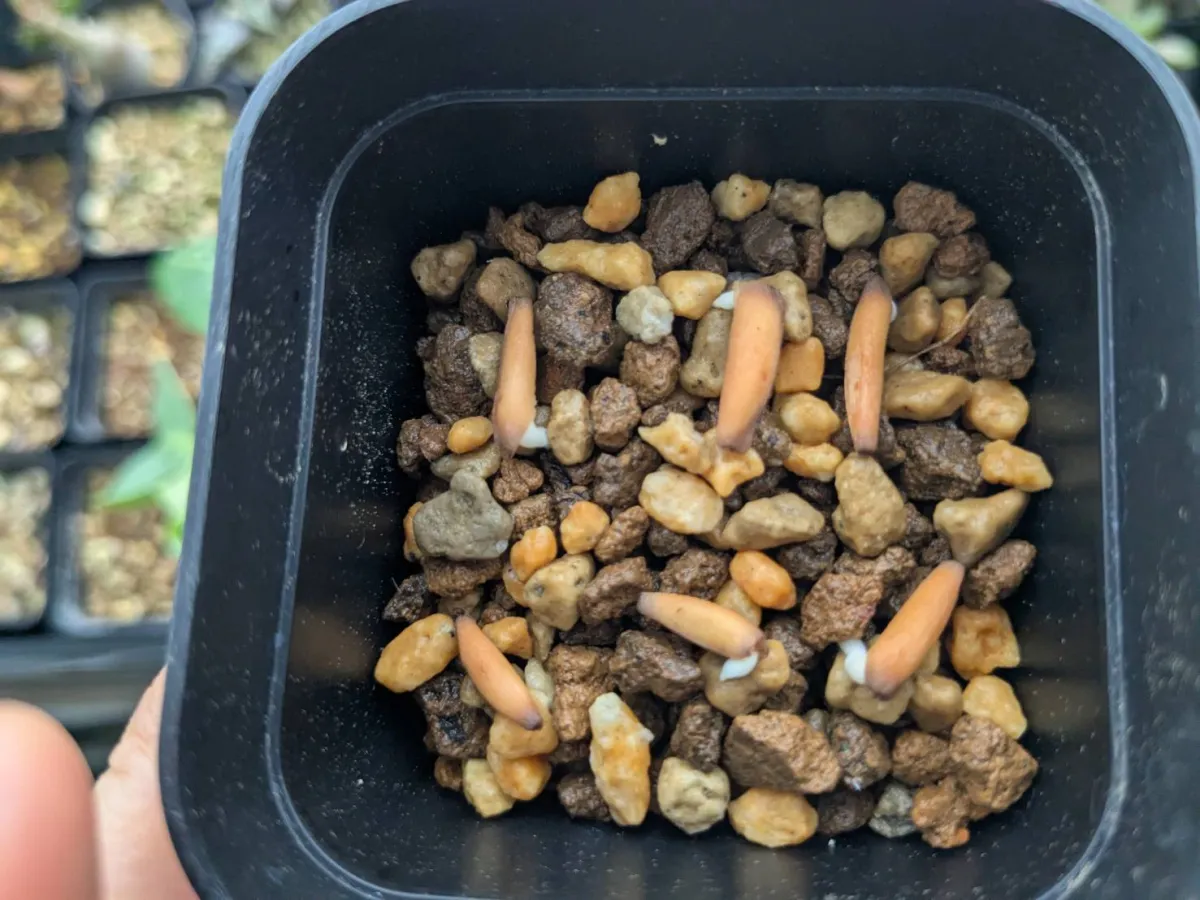 Adenium arabicum (アデニウム アラビカムゴッジ)