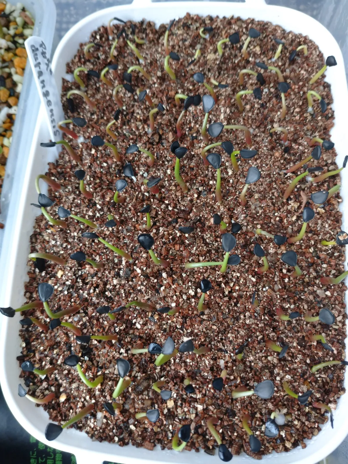 Agave gigantensis (アガベ ギガンテンシス)