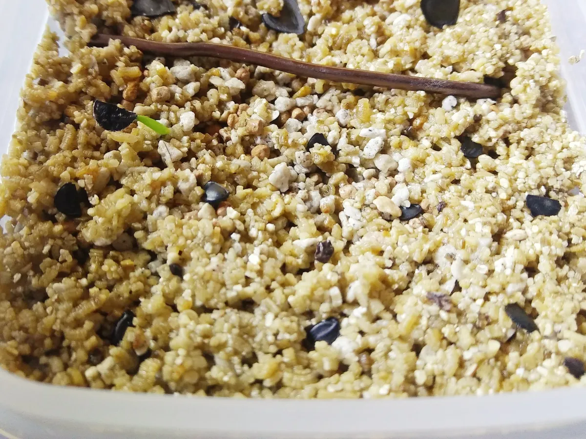 Agave muxii (アガベ ムキシー)