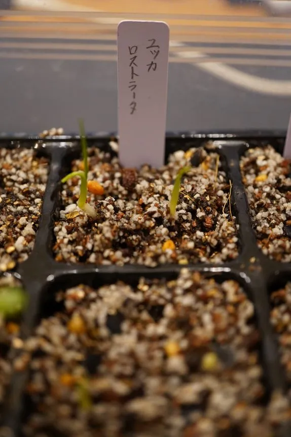 Yucca rostrata (ユッカ ロストラータ)