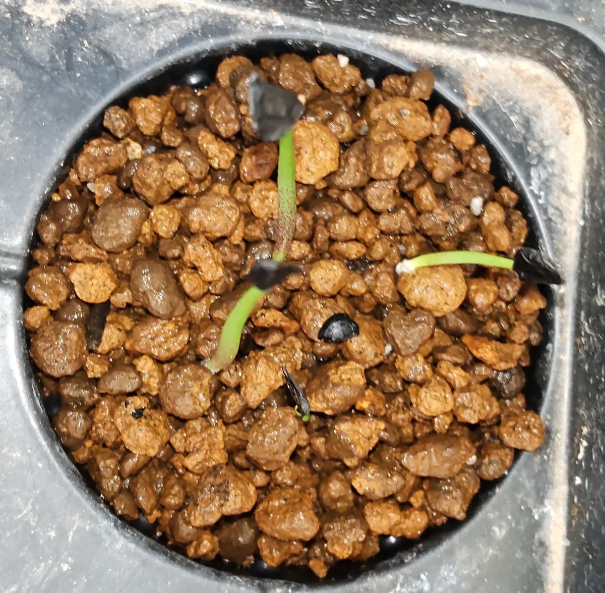 Agave marmorata (アガベ マルモラータ)