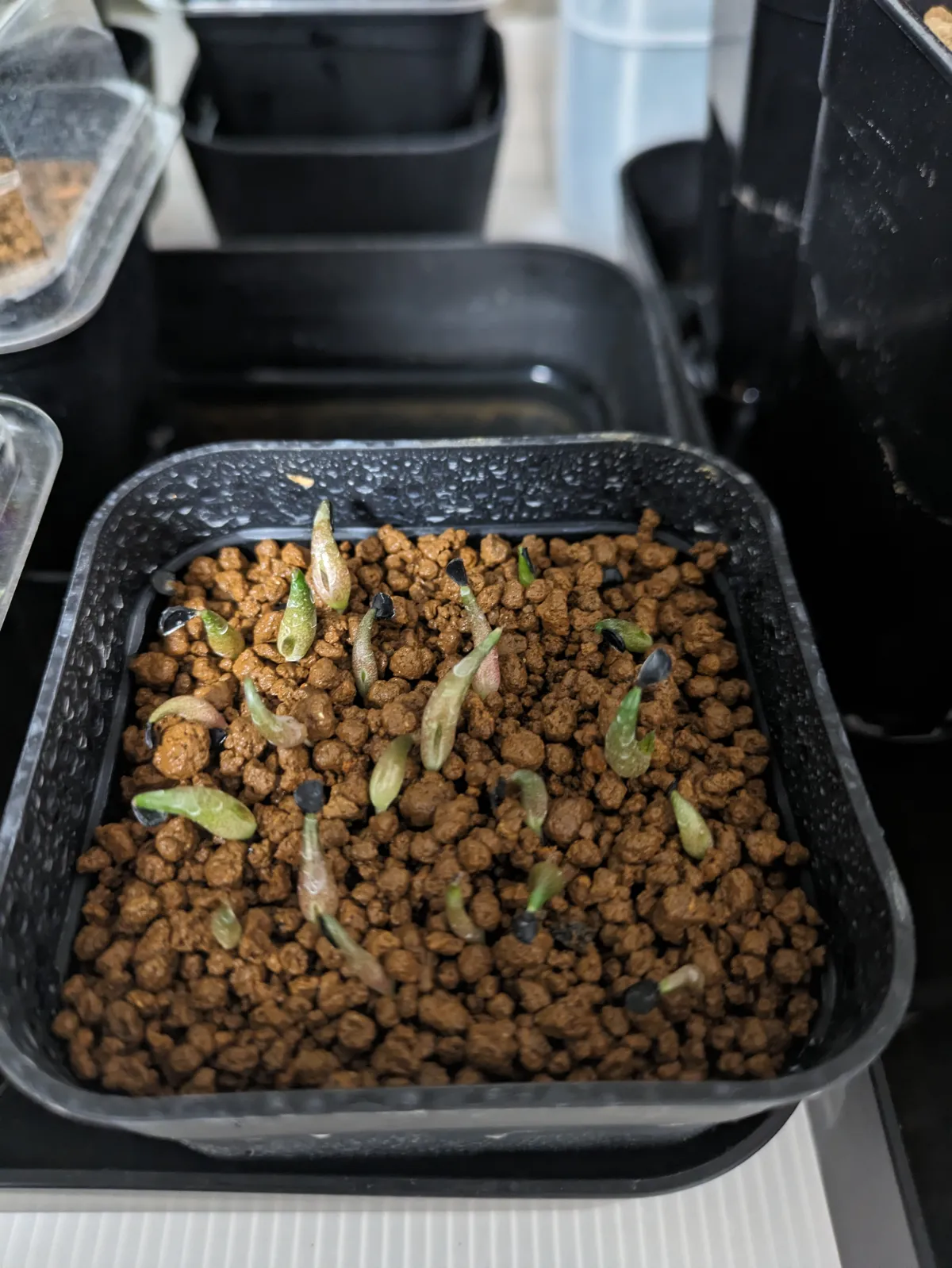 Agave oteroi (アガベ オテロイ)