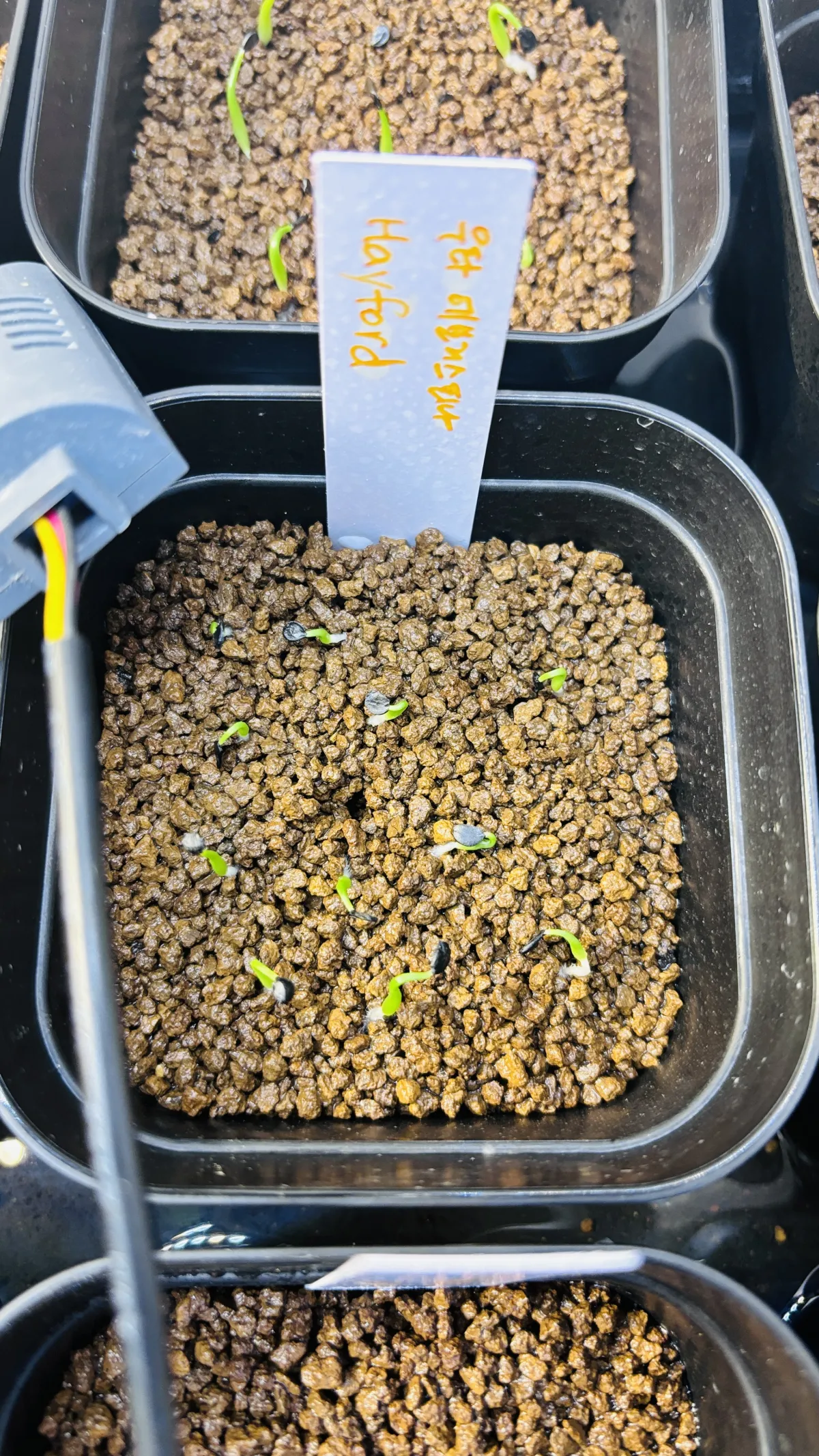 Agave utahensis var. eborispina 'Hayford' (アガベ エボリスピナ ヘイフォード)