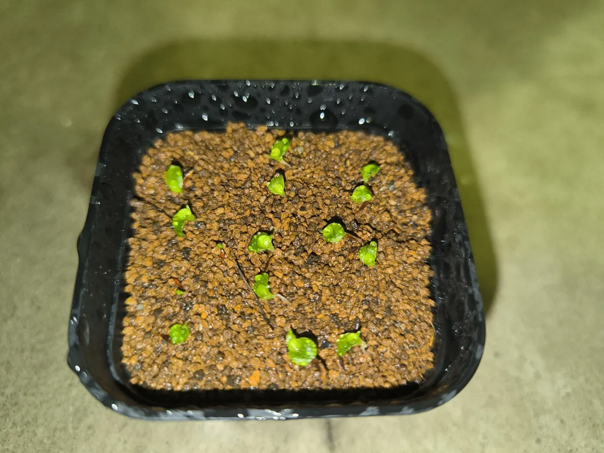 Hechtia lanata (ヘクチア ラナータ)