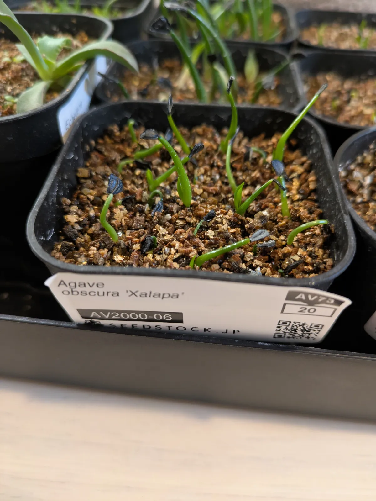 Agave obscura 'Xalapa' (アガベ オブスキュラ ハラパ)