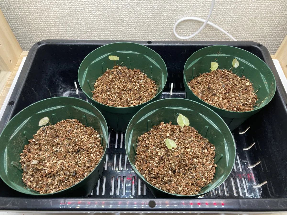 Dioscorea elephantipes (ディオスコレア エレファンティペス アフリカ亀甲竜)