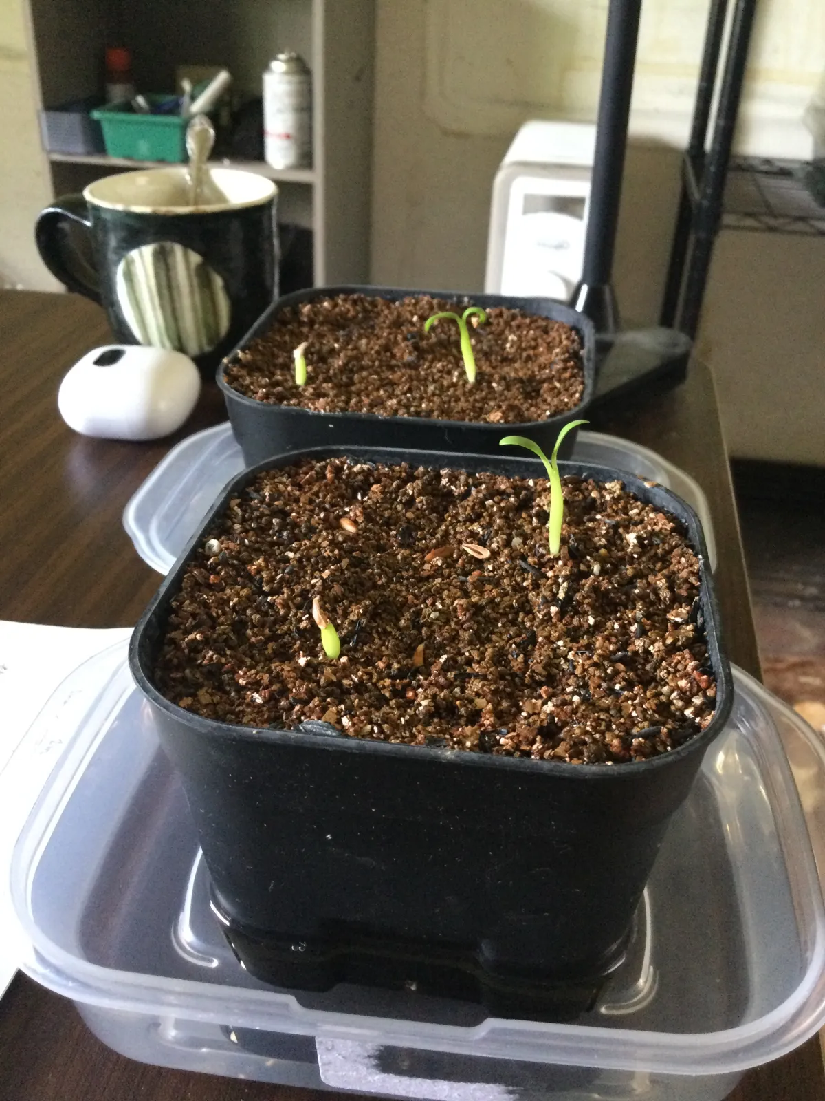 Pachypodium rosulatum var. gracilius (パキポディウム グラキリス)