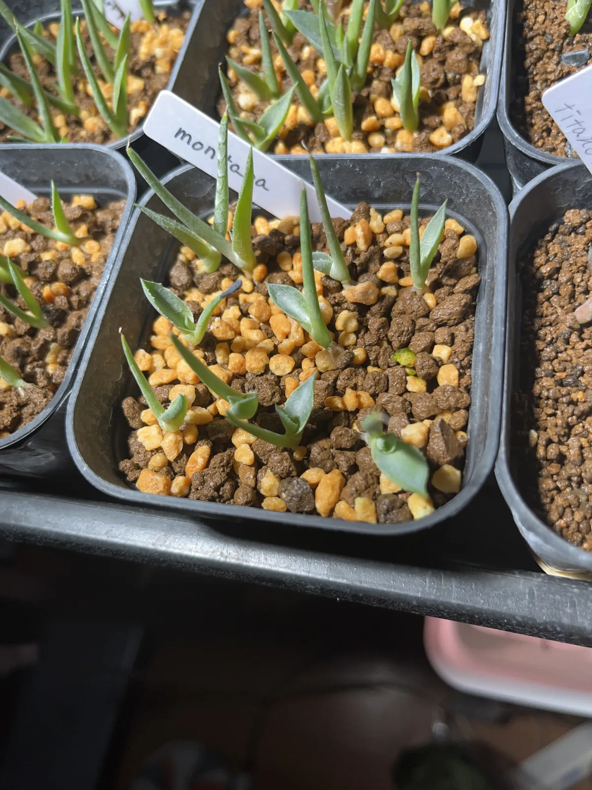 Agave montana (アガベ モンタナ)