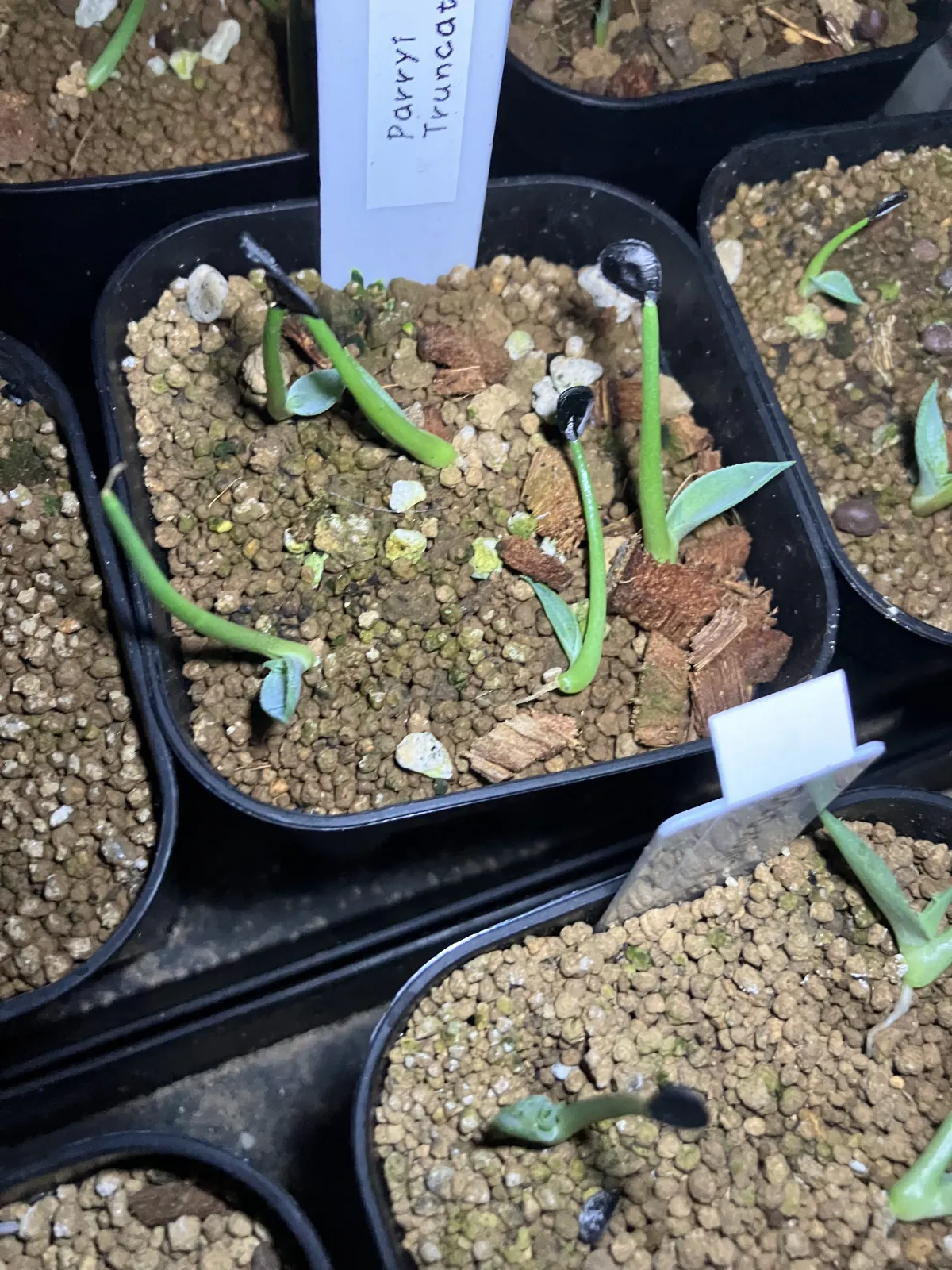 Agave parryi var. truncata (アガベ パリー トランカータ)