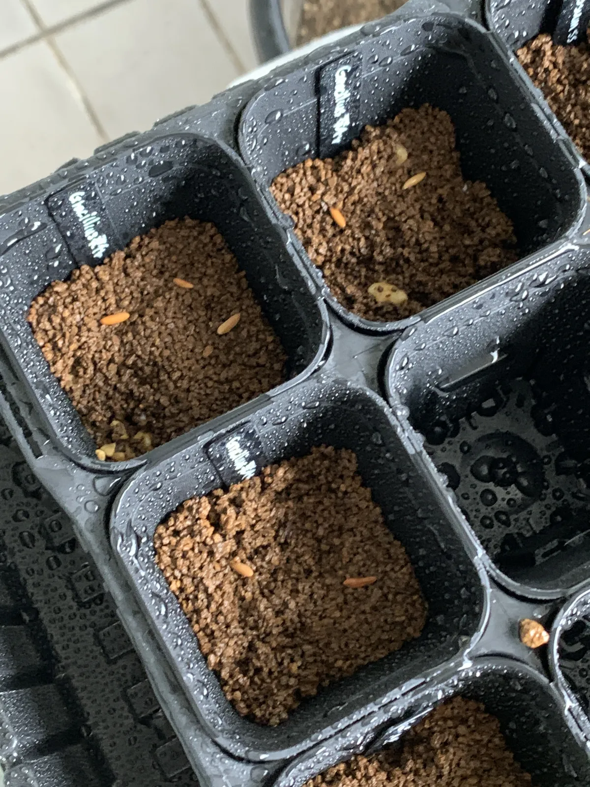 [無料種子] 発芽難 パキポディウム グラキリス　 Pachypodium rosulatum var. gracilius