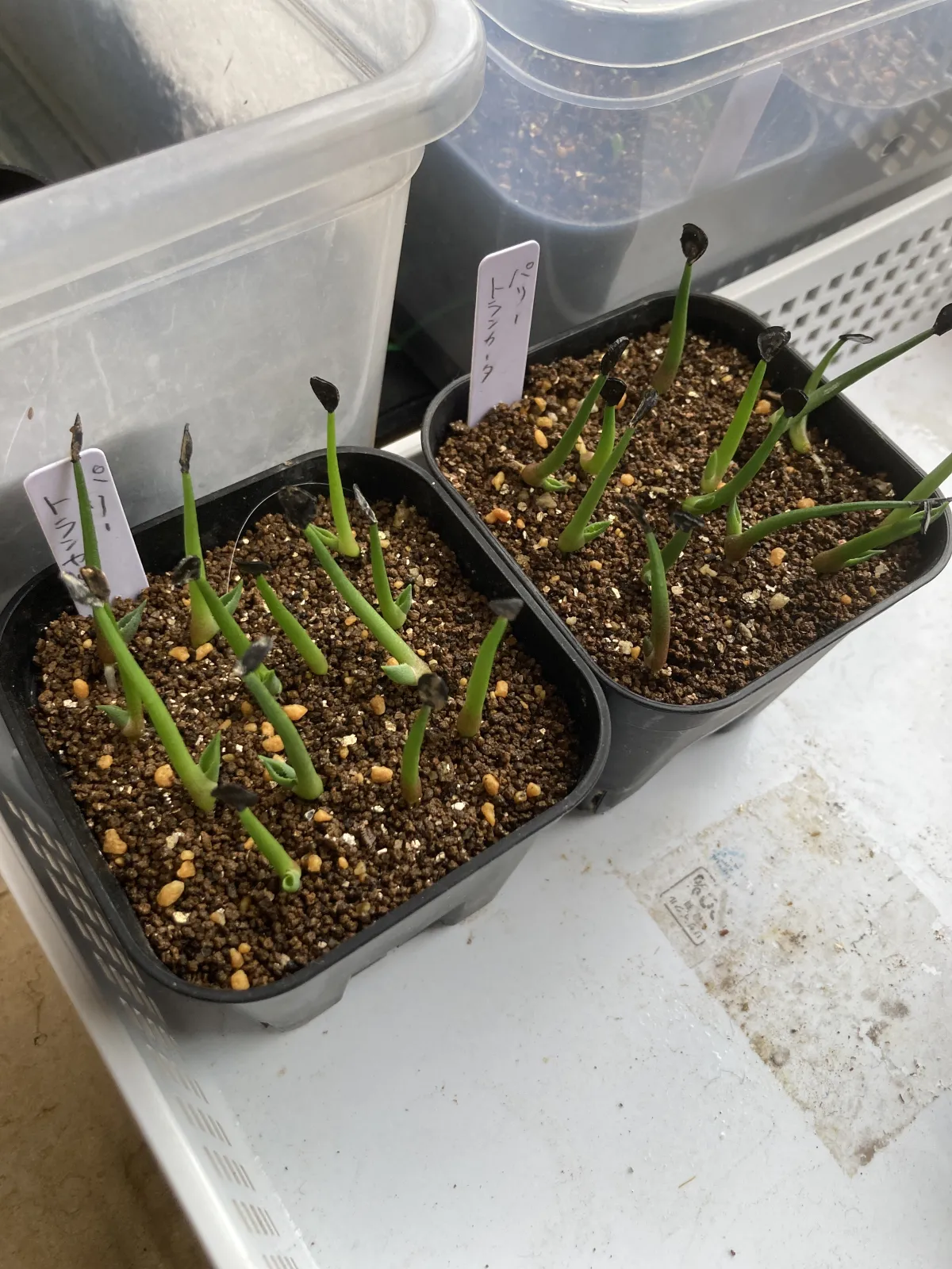 Agave parryi var. truncata (アガベ パリー トランカータ)